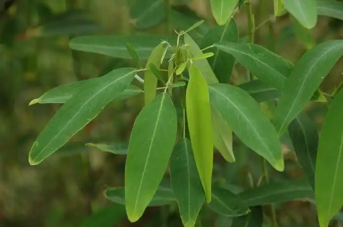 跳舞草codariocalyxmotorius