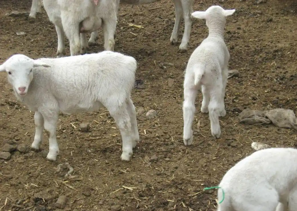 养羊户须视情况而定!