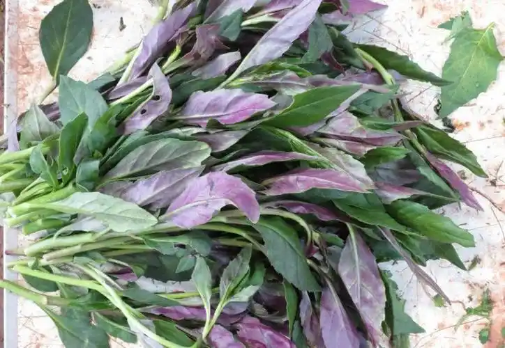 血皮菜竟能防治甲状腺肿?咋吃?营养师为你支招,简单方便