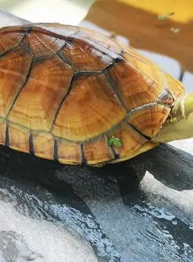 纯种黄喉拟水龟皖南三黄小青金钱龟