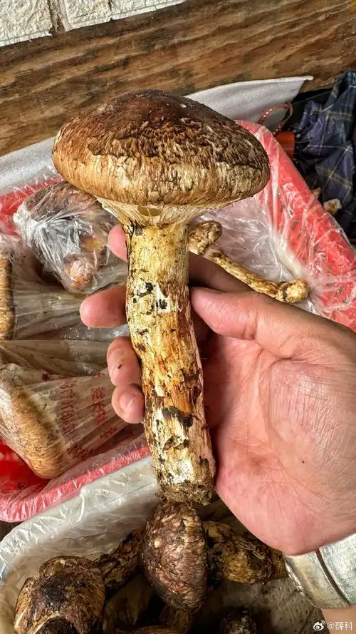 有些就买来自己吃了,最近这些基本都是10厘米左松茸变质的样子图片