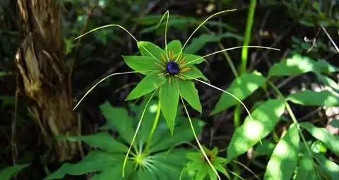 夕瑶是主要角色里少数不是从植物中取名的存在,但夕瑶姐姐那么美鲻