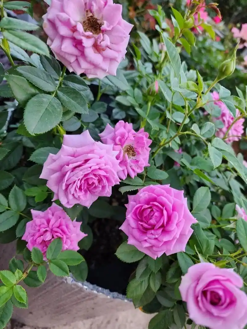 月季薰衣草门廊 lavender veranda kordes品种.