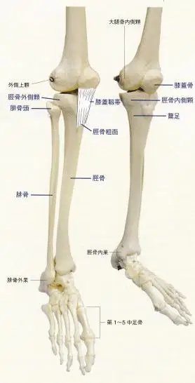 触诊-骨性标志点74/75-胫骨粗面/鹅足 - 简书