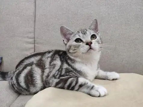 美短鱼骨纹是串吗?|脸型|血统_网易订阅_小百科