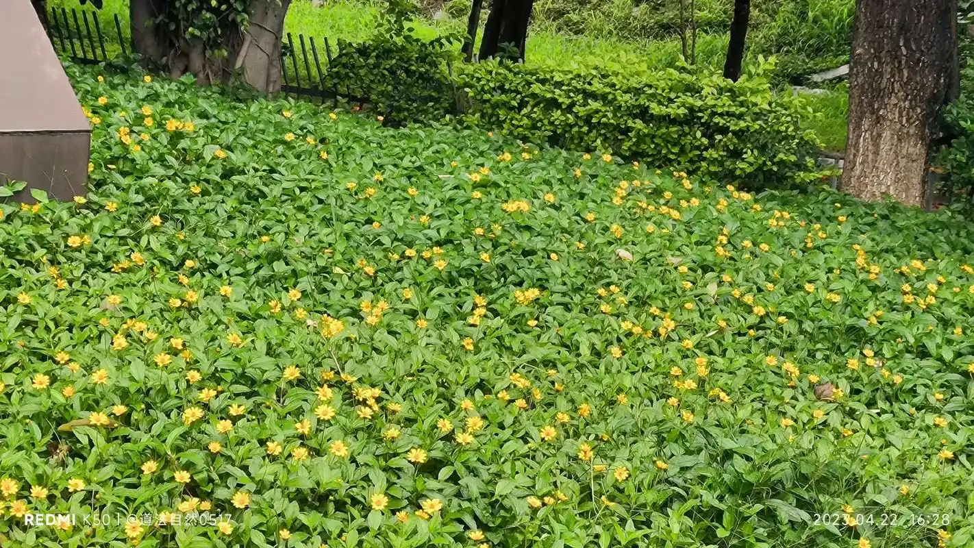 南美蟛蜞菊 【别名】地锦花,三裂叶蟛蜞菊,穿地龙 【科属】菊 - 抖音