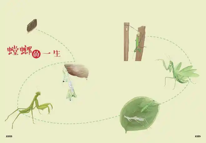 书的最后,以图的形式呈现法布尔原作中以文字记录的螳螂的成长轨迹