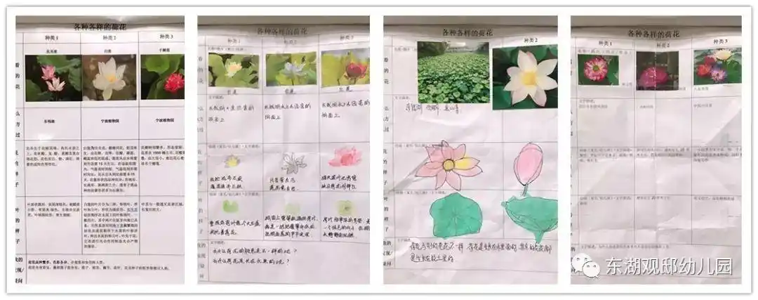 小荷才露尖尖角中三班与荷花的邂逅