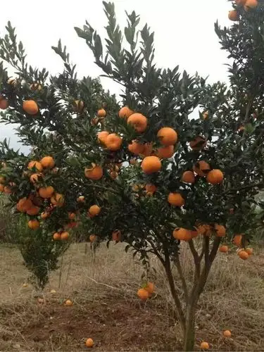 自家种的正宗巴东雷家坪椪柑88一件包邮脐橙tangerine68一件包邮sweat