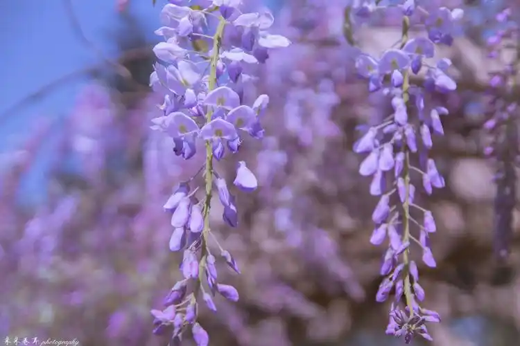 紫藤与晚樱 粉紫色的甜蜜梦幻