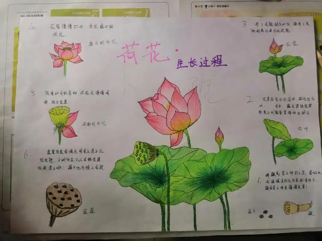 生长过程-荷花" 昨日收到幼儿园老师的通知,需要画一幅"植物成长记录"