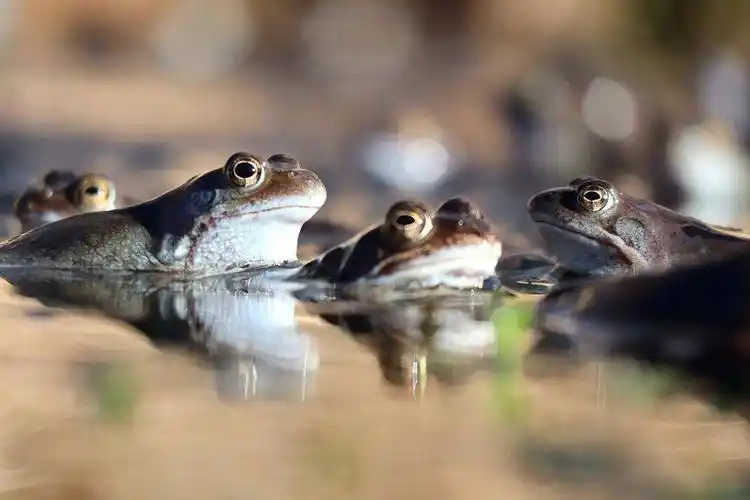 韩国京畿道华城,在惊蛰到来之际,当地农业研究中心一只青蛙爬上蝴蝶兰