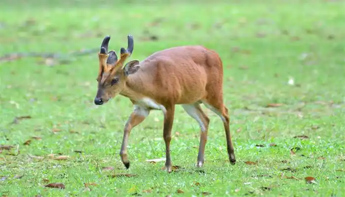 麂子是几级保护动物