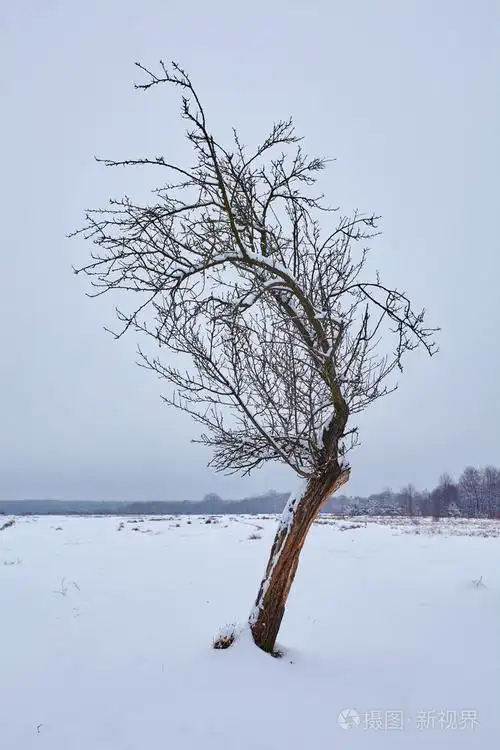 在雪原上棵孤独的树