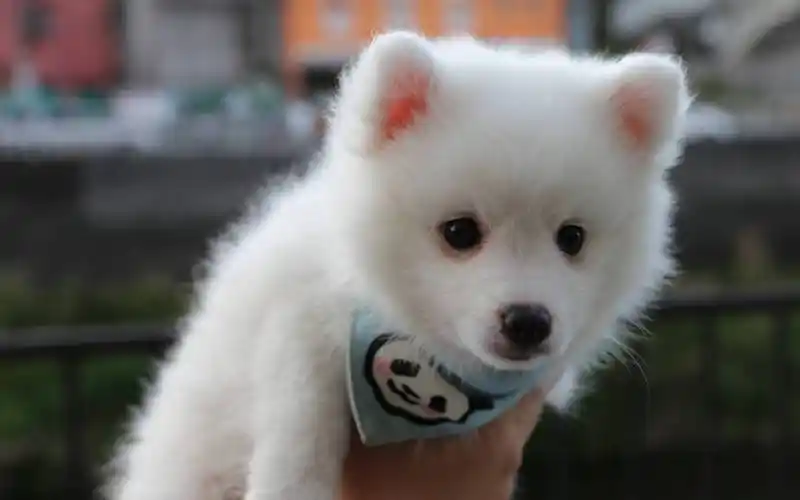 银狐犬的性格魅惑银狐性格大解密