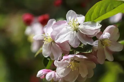 鲜花盛开的春天