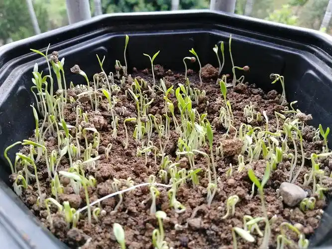 香菜的种子已经发芽了