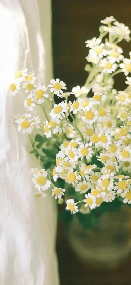 夏日小清新唯美治愈风景图,夏季清新唯美图片(夏日清新壁纸)