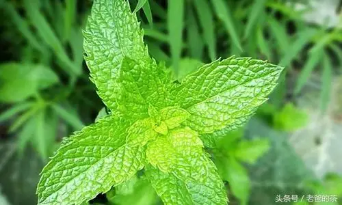 农村四种常见植物,专治荨麻疹,洗三次就根治