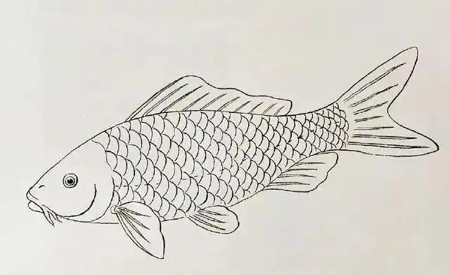 素材| 收集的50幅工笔鱼白描画谱 值得一看