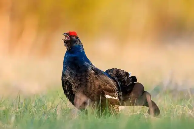 大兴安岭的野味种种(2)