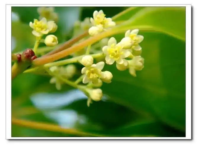 这是樟树,也叫香樟树的花,现在正是花期