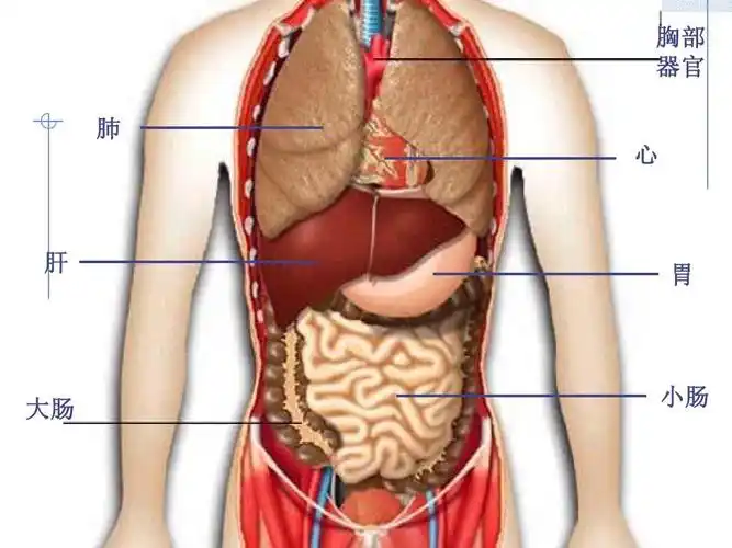 最新教科版小学四年级科学上册浙科版四年级上科学