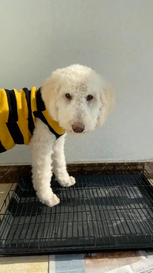 低价出一只浅香槟色巨贵