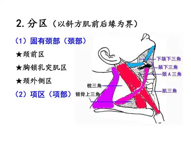 3概述颈前区