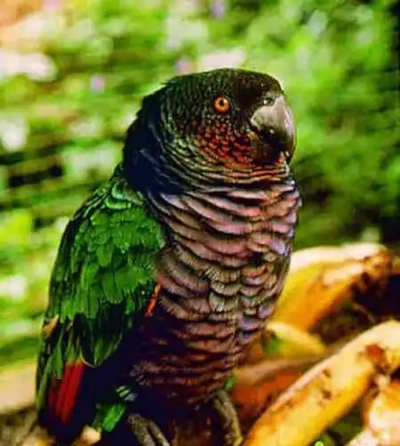 帝王亚马逊鹦鹉 - 【小宠品种】小宠品种大全_小型宠物介绍_小宠价格