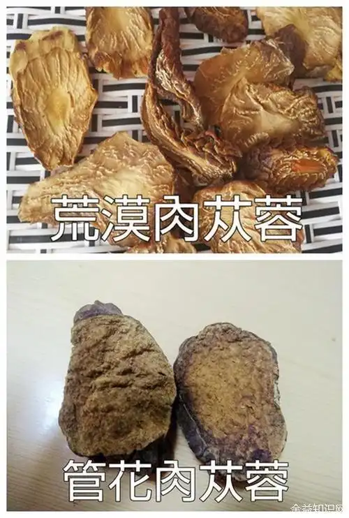 管花肉苁蓉的功效与作用