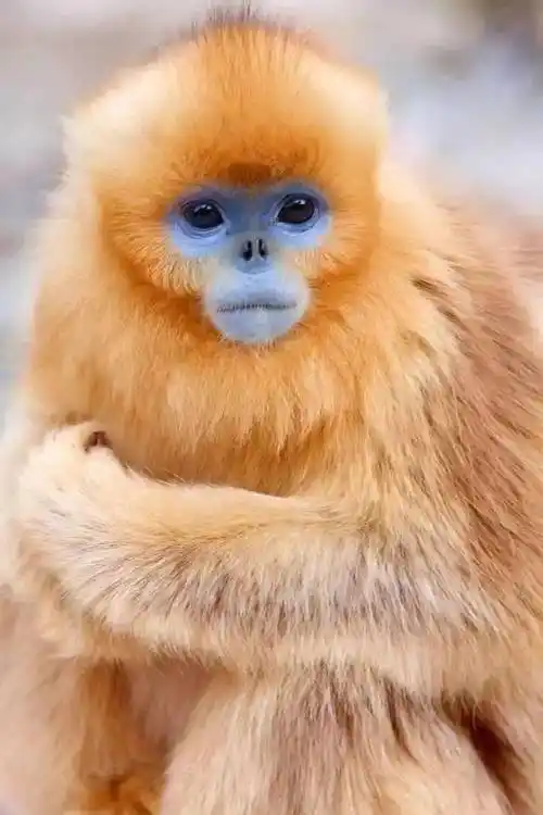 中国十大濒危动物