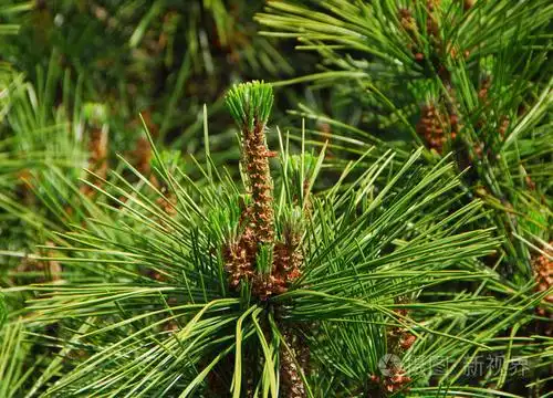 松树植物与绿针形的叶子