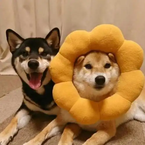 这么多这么可爱的动物情侣头像,一定有一款你喜欢哒(    ) 「喵星人&