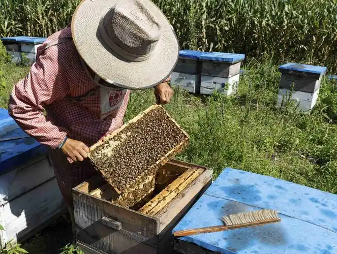 山村养蜂人!(2020.8.28蛟河)
