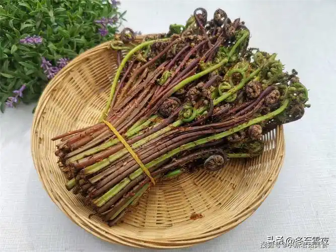 猴腿菜怎样做好吃?