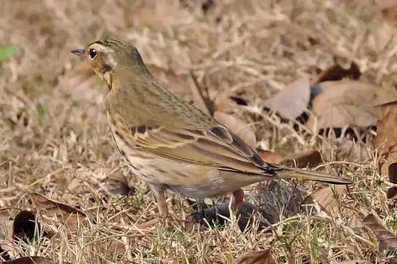 麦溜子鸟饲养方法麦溜子鸟吃什么食物