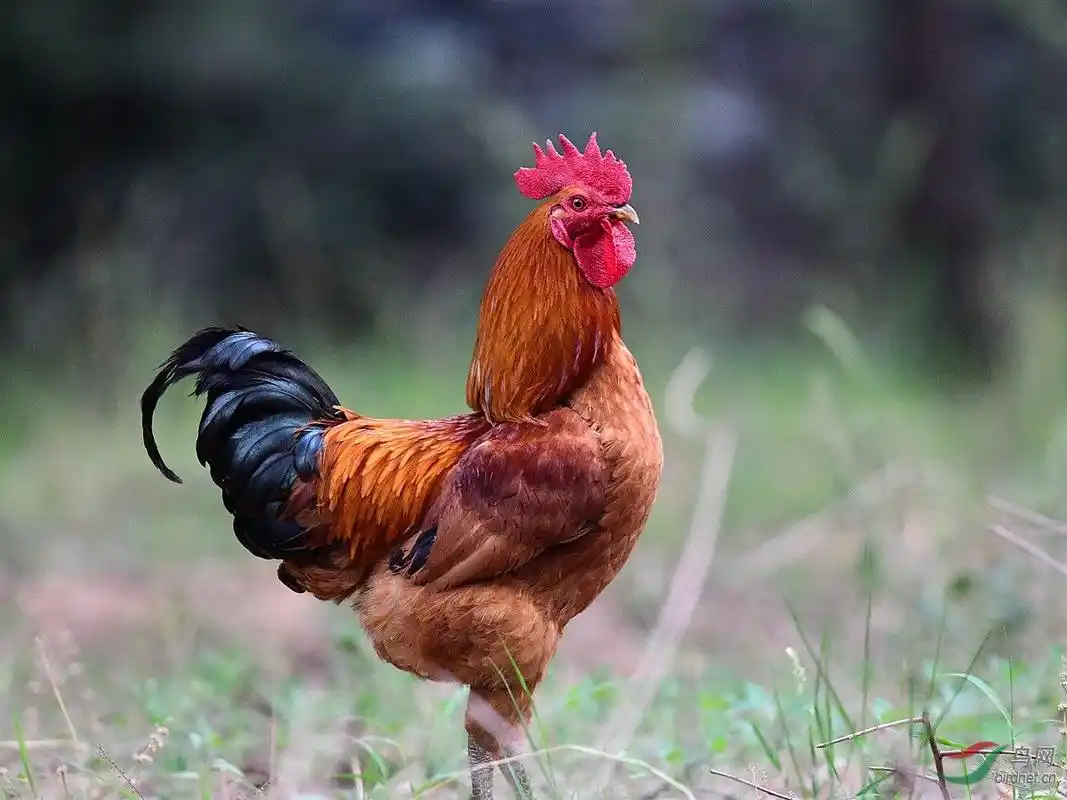 雄鸡