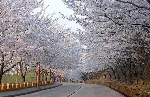 首尔最美樱花路