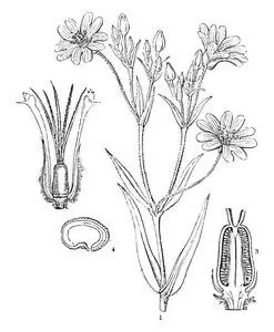 半枝莲图片-半枝莲素材-半枝莲插画-摄图新视界