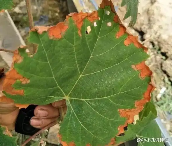 葡萄缺钾有什么症状?葡萄缺钾发生原因,葡萄缺钾预防及补救措施