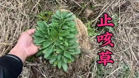 农村不起眼的"止咳草"可厉害了,方言叫法一大堆,很多人不知道