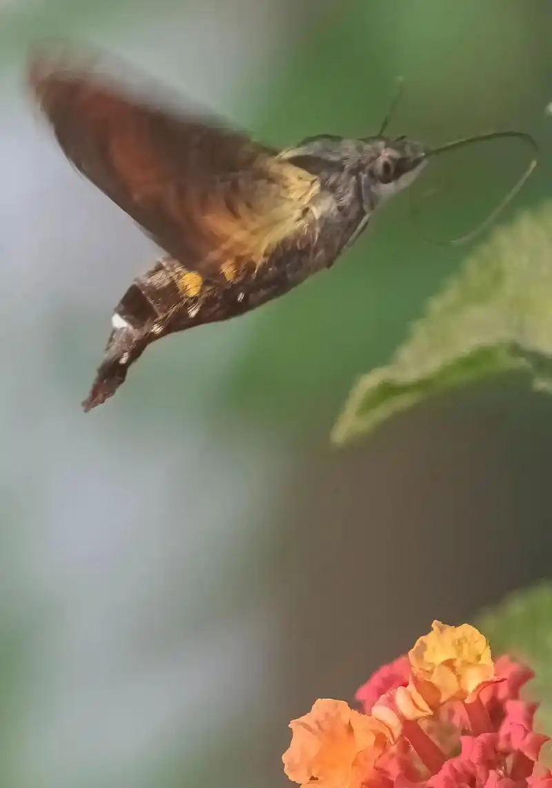 原创攝影 蜂鸟鹰蛾您见过吗#抓拍精彩瞬间  - 抖音