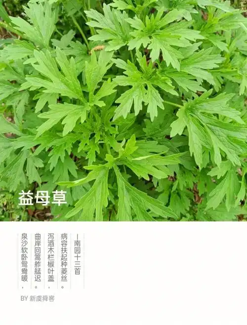 每日一花一草益母草