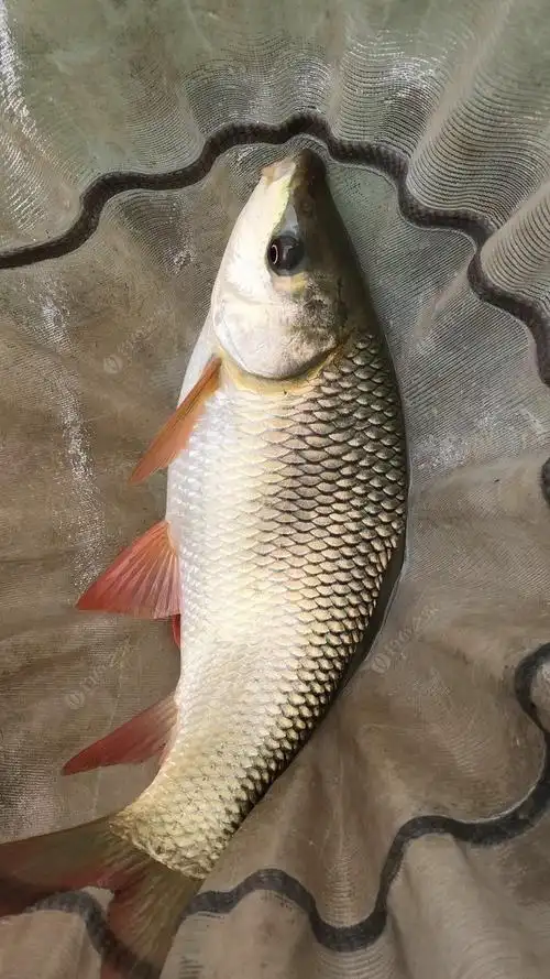 给大家看看什么是泰鲮