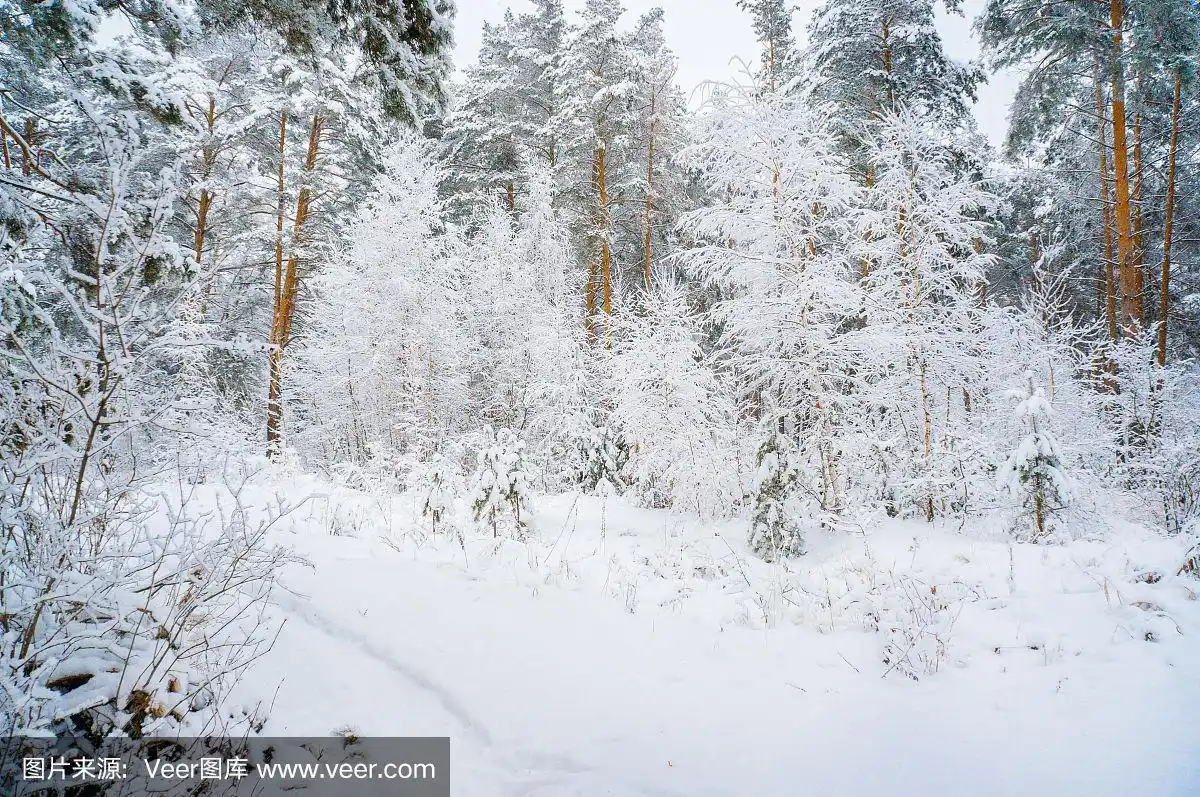 美丽的松林在雪天霜冻的天气.森林里的小路.圣诞节的背景