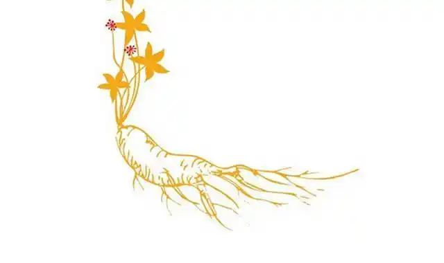 人参简笔画 人参简笔画图片