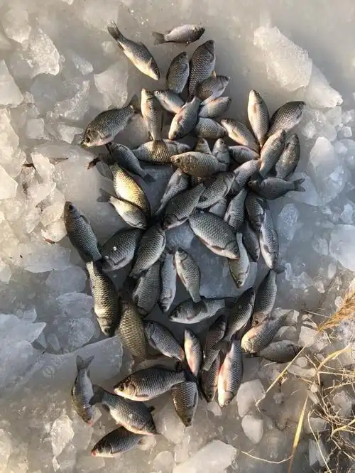 真的是无聊透顶,回顾回顾这一冬天的冰钓鱼获.