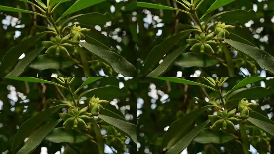 美食香料卤料采摘八角八角树_3840x2160_高清视频素材