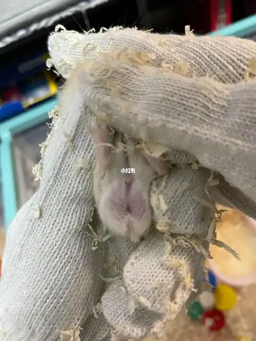 仓鼠肚子这样是怀孕了吗